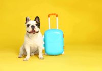 Featured image for Finding Pet-Friendly Accommodations Through Specialized Travel Agencies