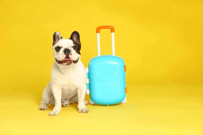Featured image for Finding Pet-Friendly Accommodations Through Specialized Travel Agencies