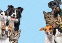 Featured image for Pet-Friendly Paradise: Where to Stay with Your Four-Legged Friend