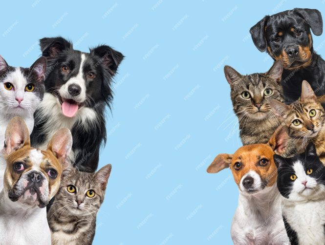 Featured image for Pet-Friendly Paradise: Where to Stay with Your Four-Legged Friend