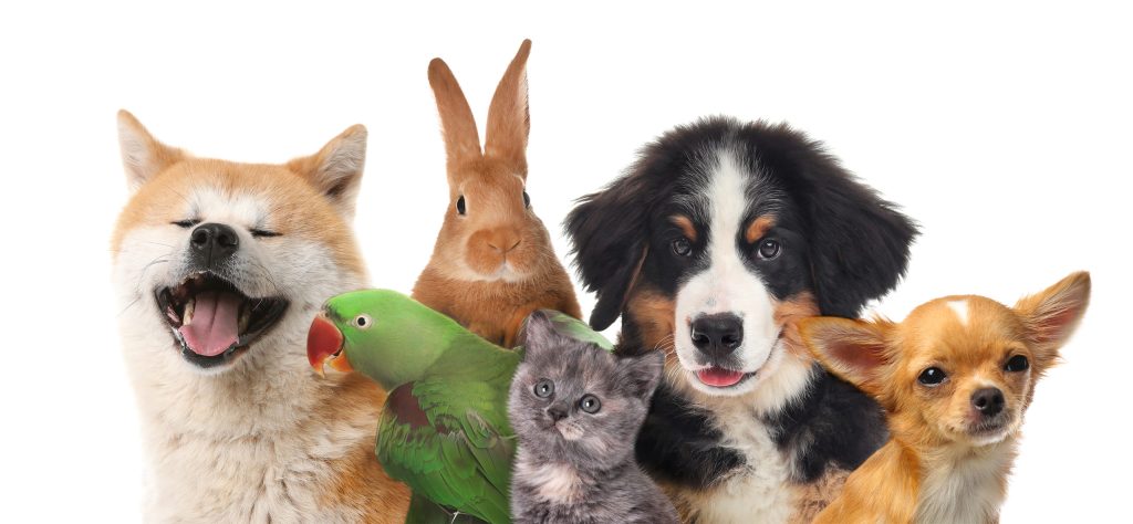 Content image for Pet-Friendly Paradise: Where to Stay with Your Four-Legged Friend