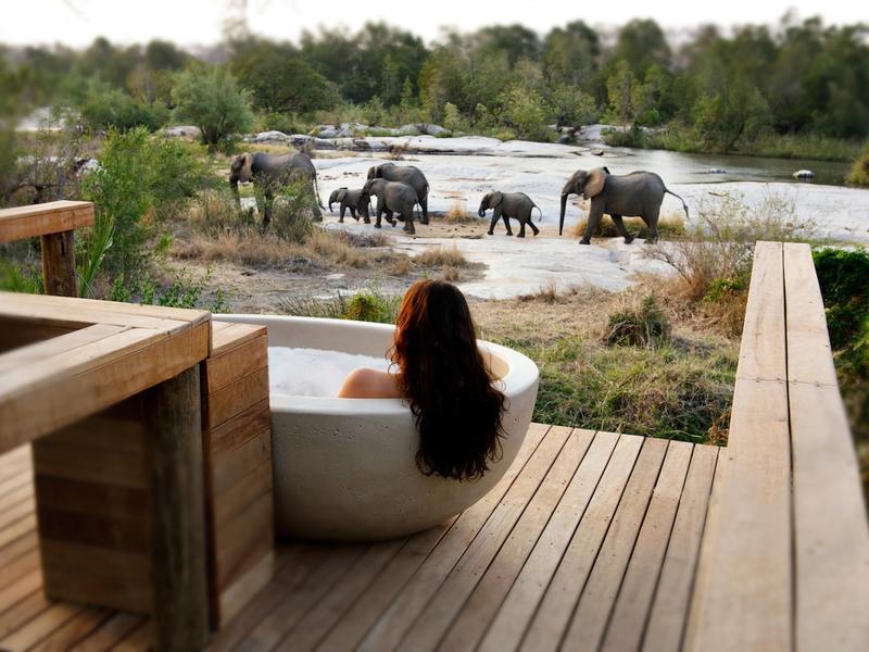 Content image for Experience the African Bush: The Best Safari Lodges